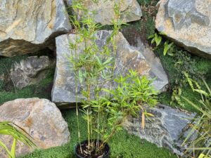 Bambusa multiplex Gold stripe