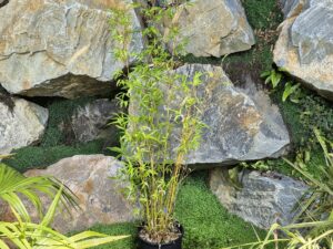 Bambusa  multiplex Green hedge