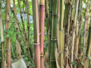 Himalayacalamus falconeri damarapa