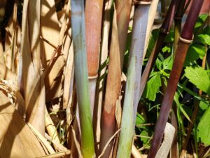 Hymalayacalamus Hookerianus