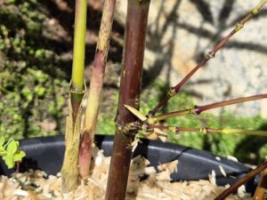 Chimonobambusa neopurpurea