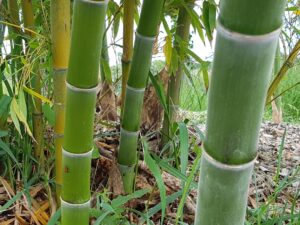 Phyllostachys Edulis
